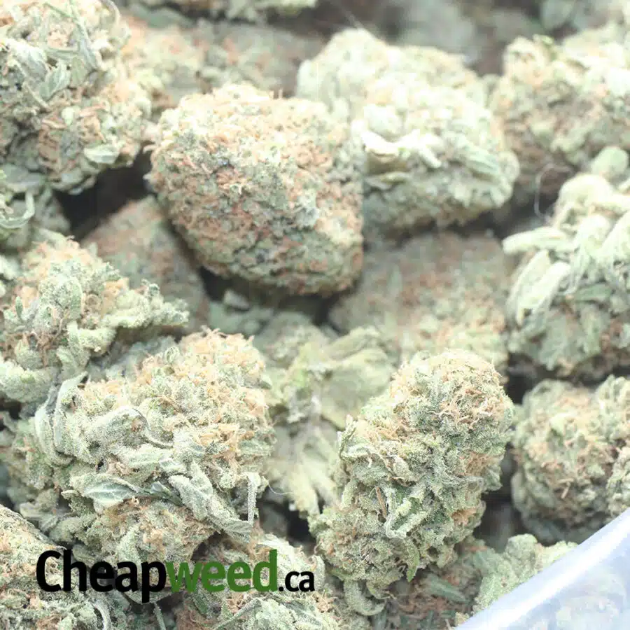 CHEESE AND CHONG 1 I Cheese And Chong