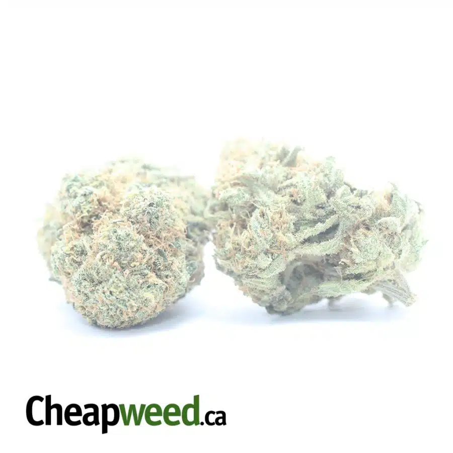 CHEESE AND CHONG 3 I Cheese And Chong