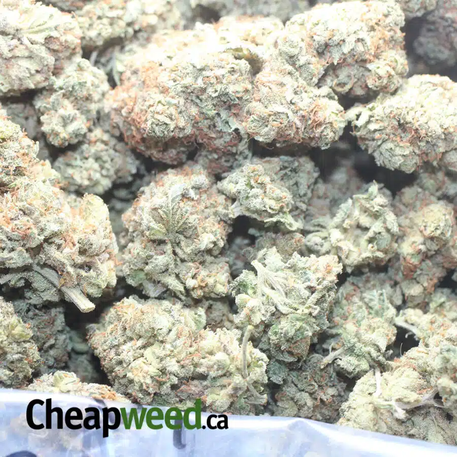 CHEM GLUE 1 I Chem Glue
