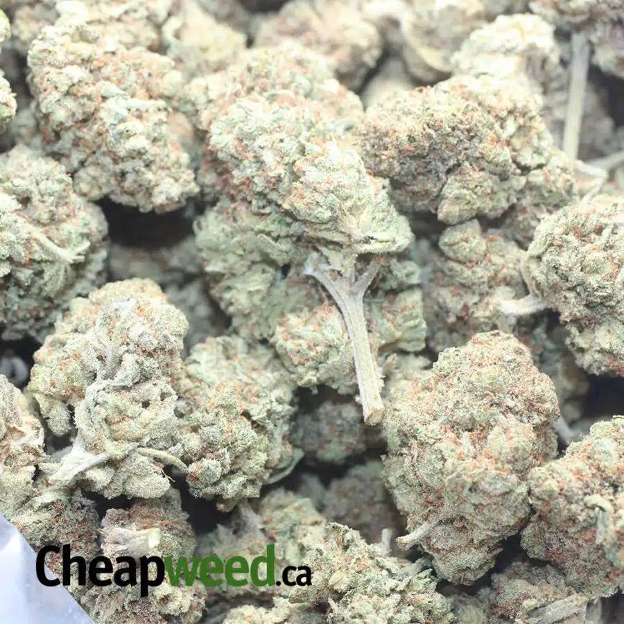 CITRUS GLUE 1 I $ 50 Oz - Citrus Glue
