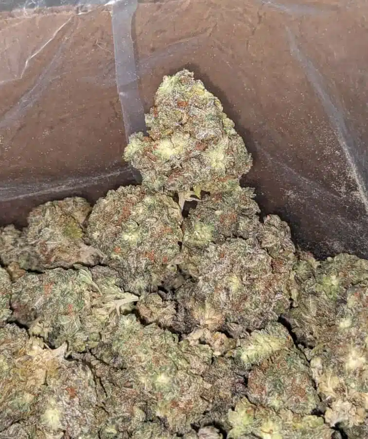 Chemo 2 I Chemo