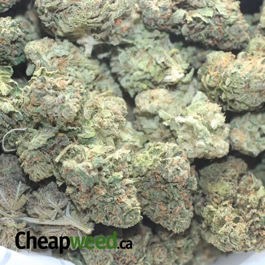 GARY PAYTON1 I $ 57 Oz - Gary Payton
