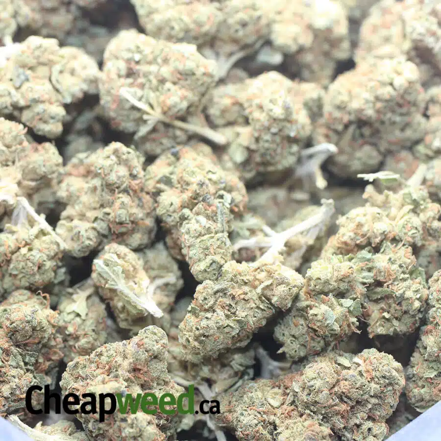 GREASY BUBBA 3 I Greasy Bubba Bulk Special