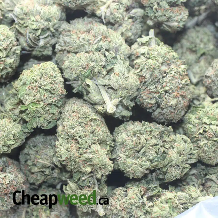 GREENFARM BRUCE BANNER 1 I Greenfarm's Bruce Banner