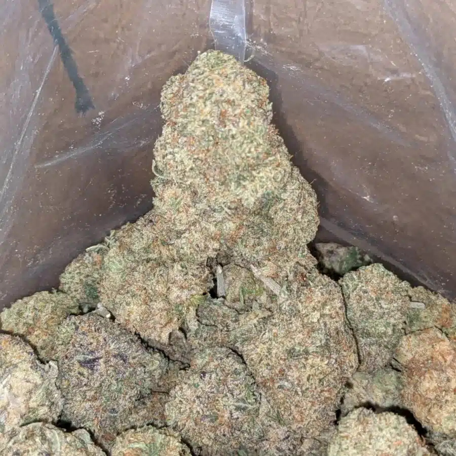 Grunts 1 I Gruntz