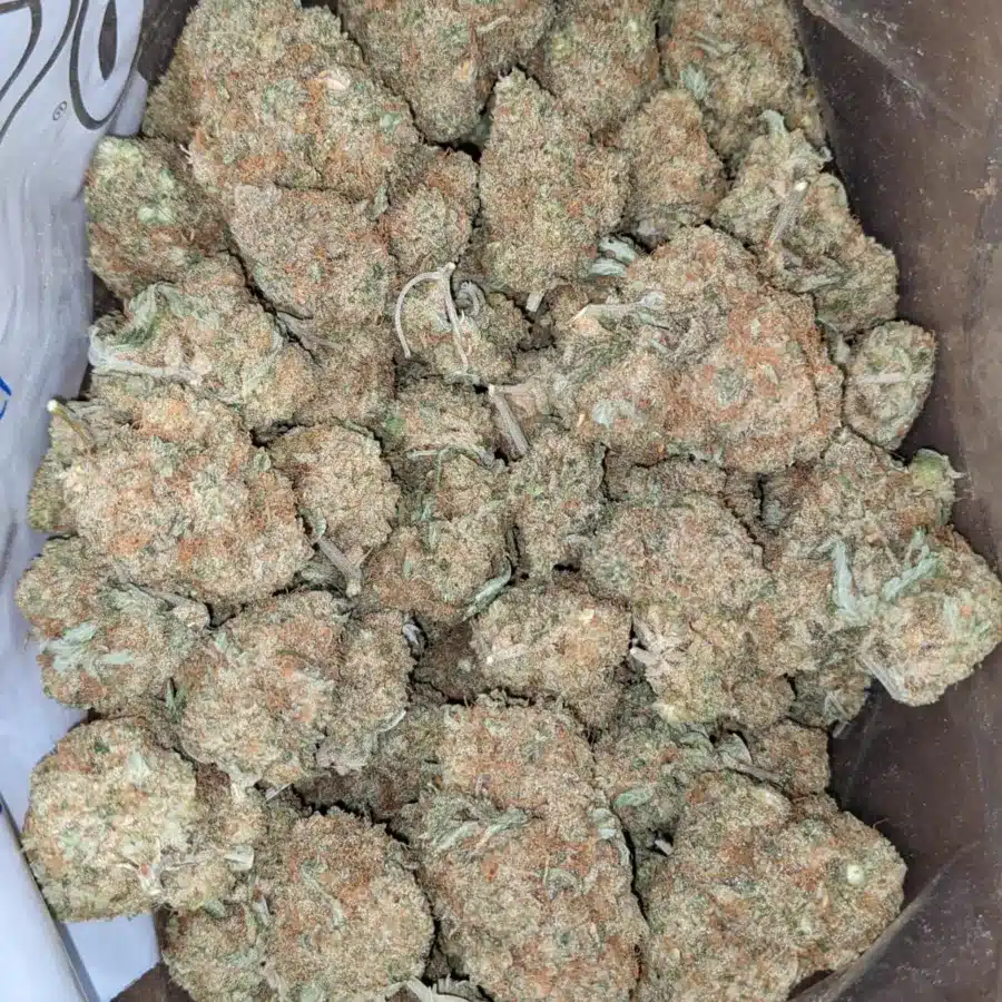 Maui Wowie 3 I Maui Wowie