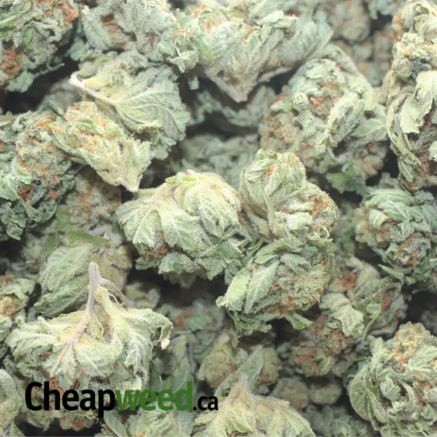 RACEFUEL 1 I $ 53 Oz - Racefuel