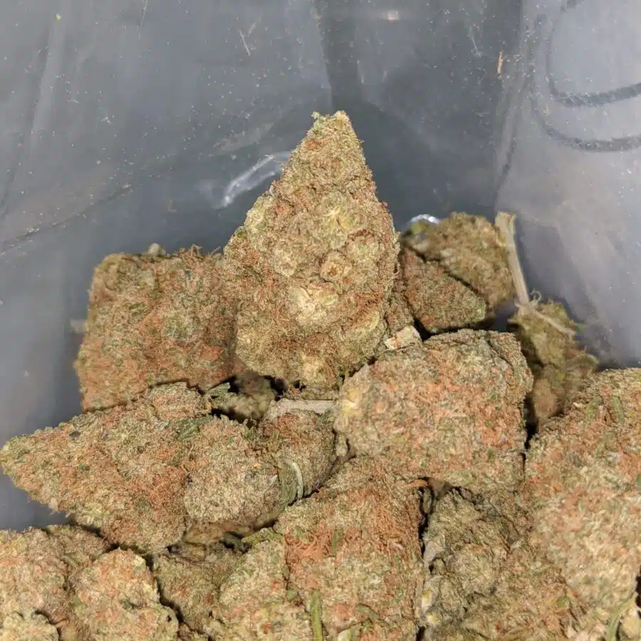 WhatsApp Image 2024 07 09 at 10.07.17 AM I $ 50 Oz - Gelato