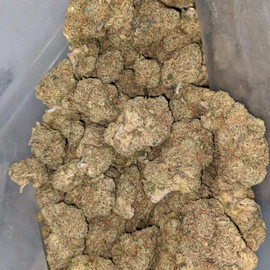 WhatsApp Image 2024 07 09 at 10.10.50 AM I $ 42 Oz - Runts