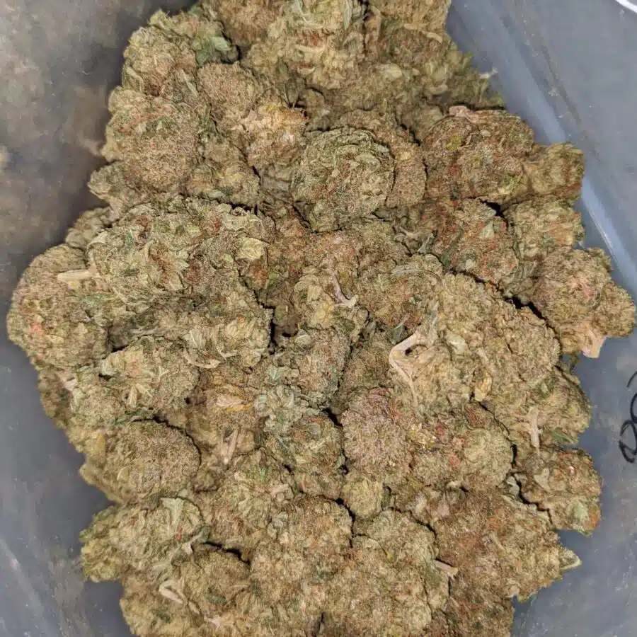 WhatsApp Image 2024 07 09 at 10.11.53 AM I $ 45 Oz - Bubba Kush