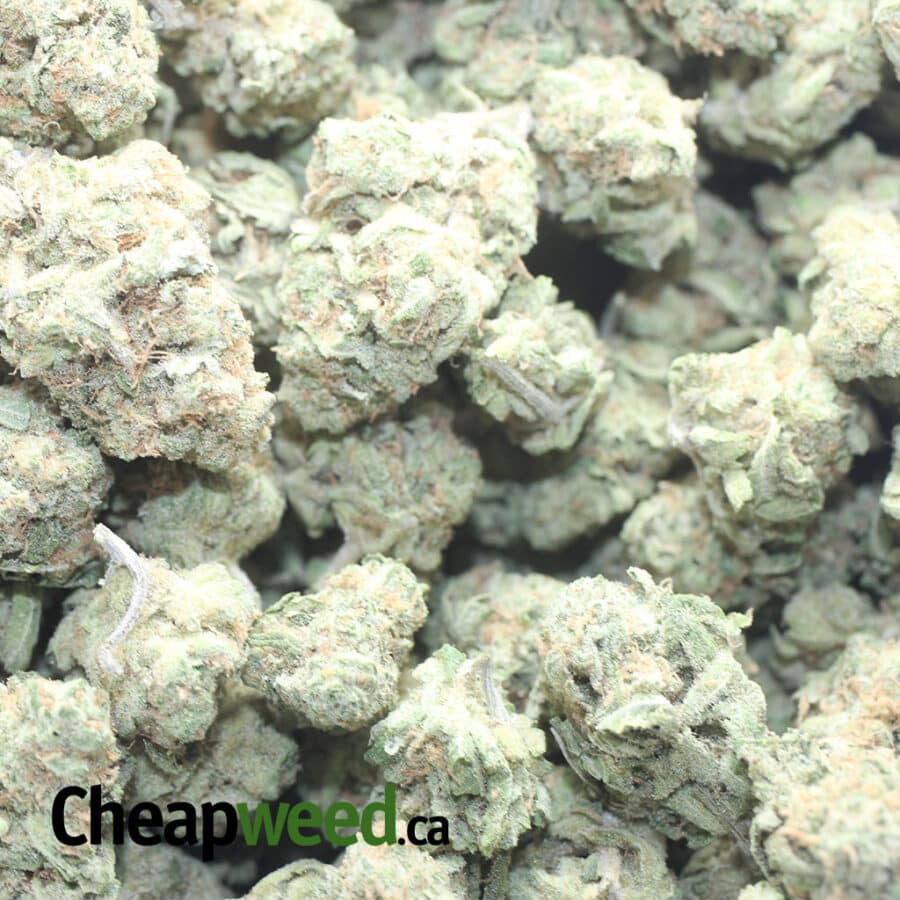 ZOMBIE KUSH 1 I Zombie Kush
