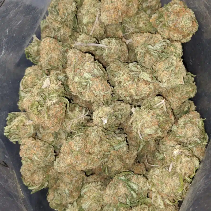 animal crackers 3 I $ 55 Oz - Animal Crackers