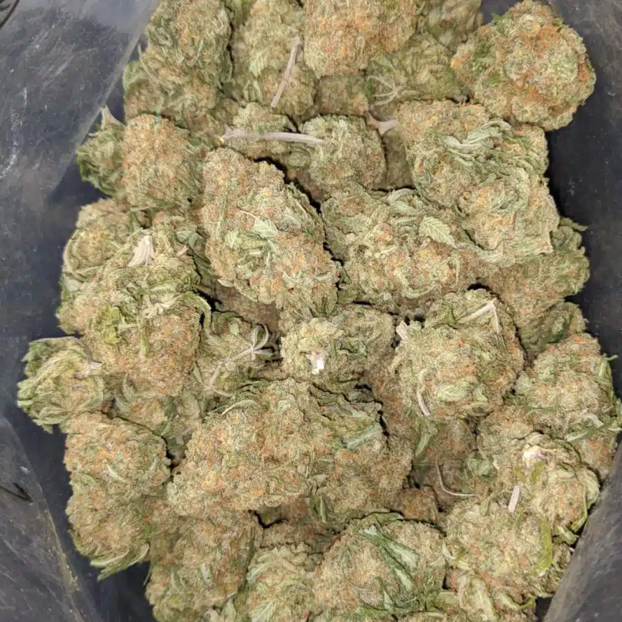 animal crackers 4 I $ 55 Oz - Animal Crackers