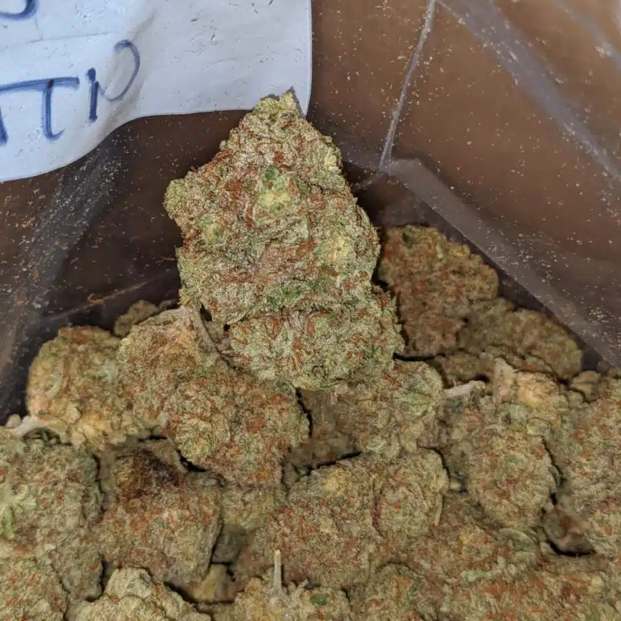 citrus glue 2 I $ 50 Oz - Citrus Glue