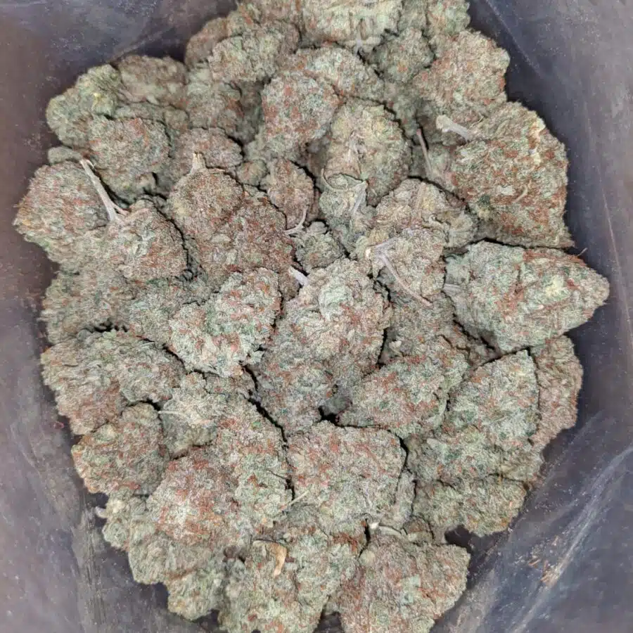 citrus glue 3 1 I Citrus Glue
