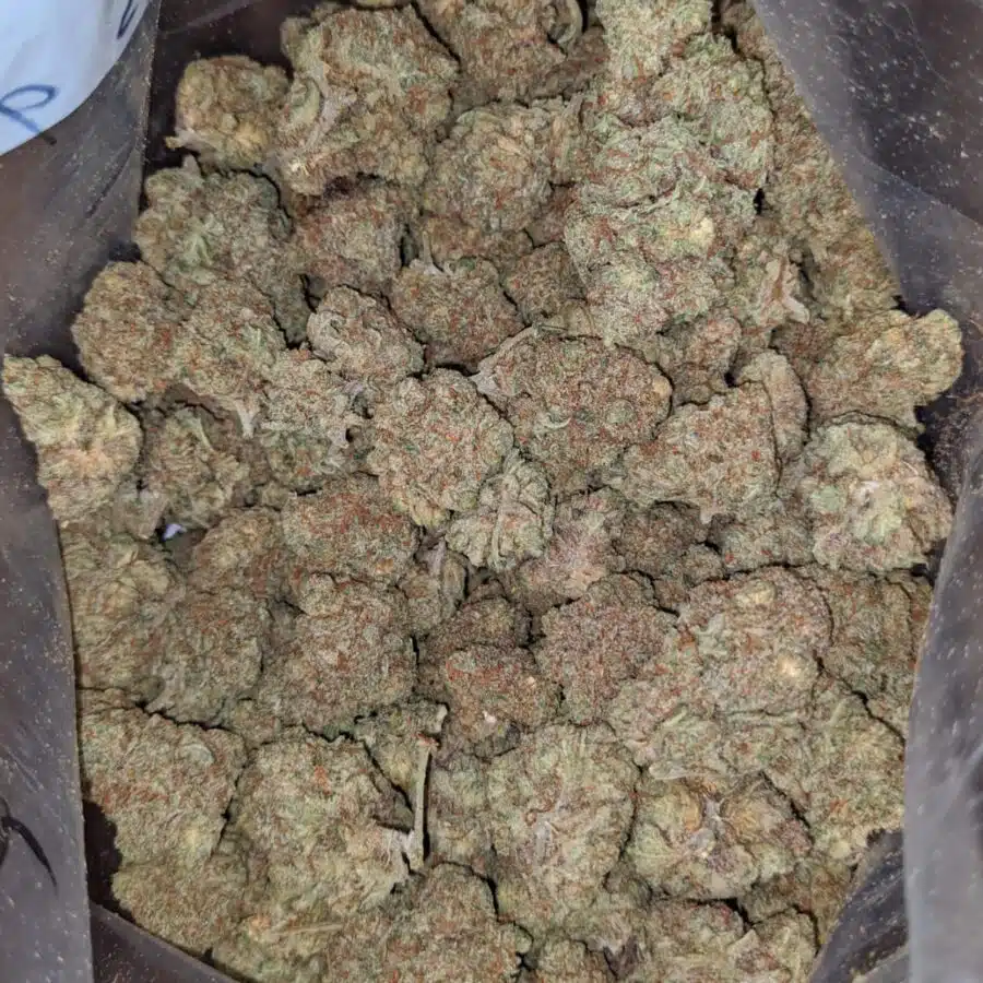 citrus glue 3 I $ 50 Oz - Citrus Glue