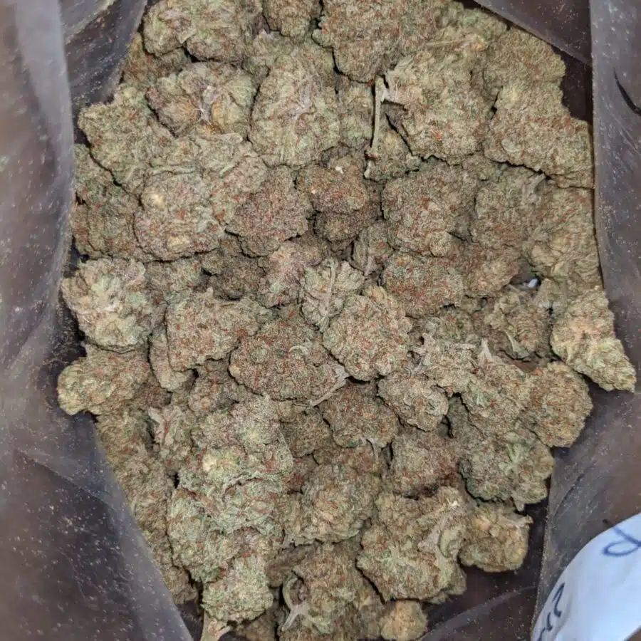 citrus glue 4 1 rotated I $ 50 Oz - Citrus Glue