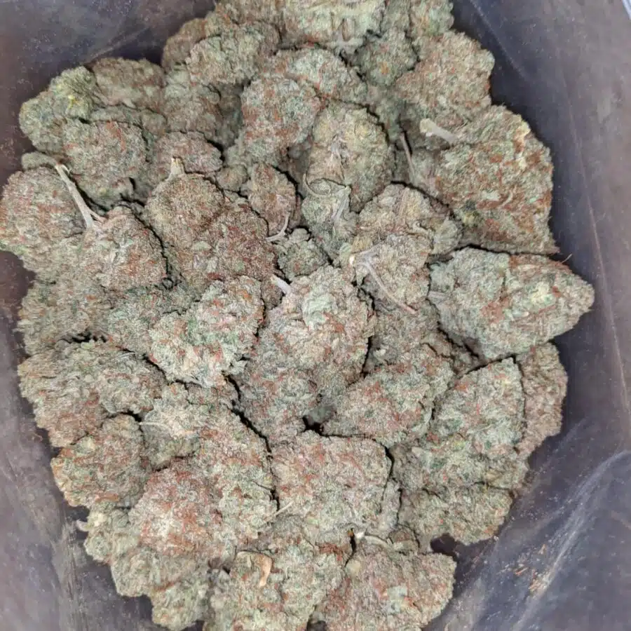 citrus glue 4 2 I Citrus Glue