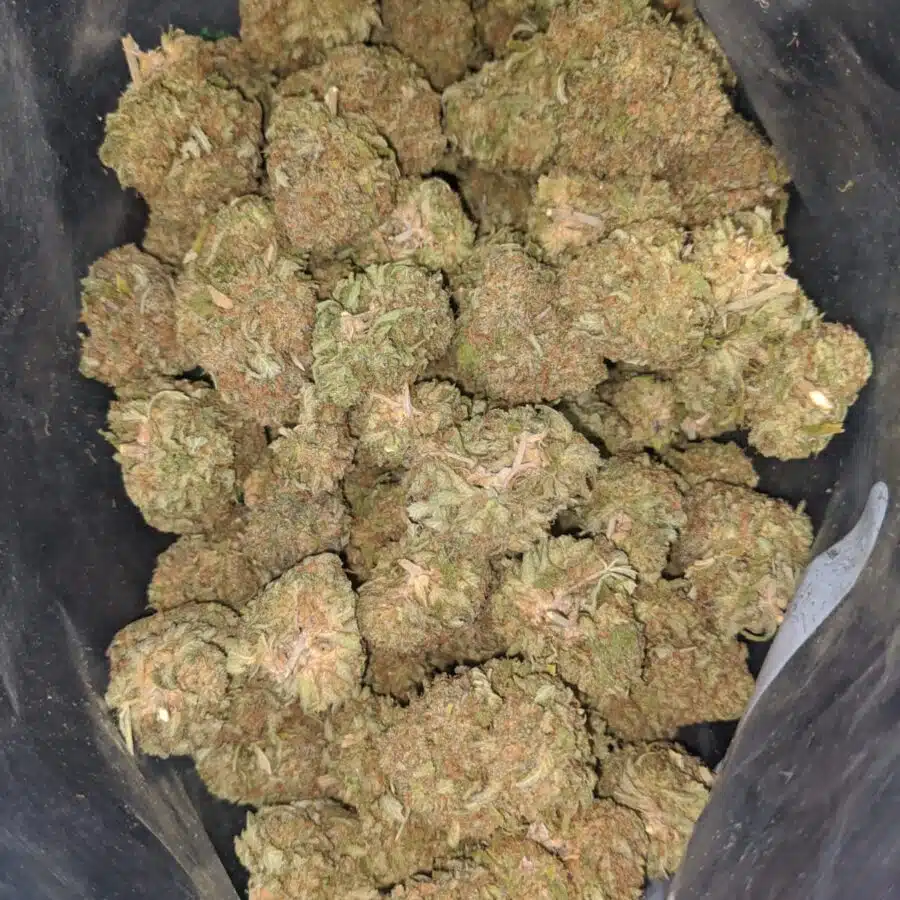 duke nukem 2 I $ 55 Oz - Duke Nukem