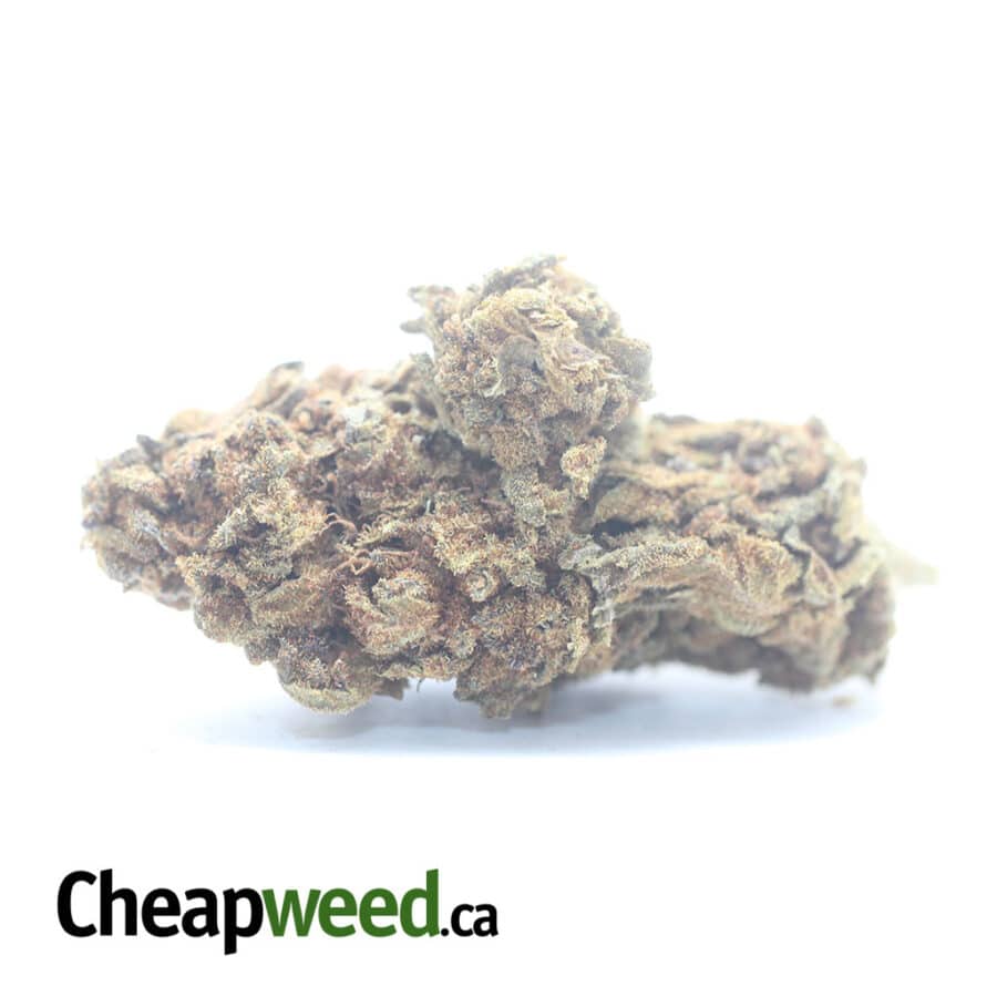 AA+ Bulk Special Indica