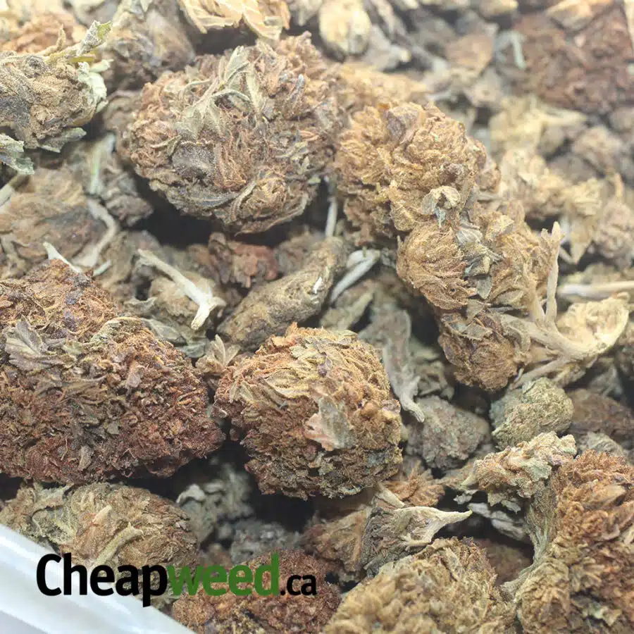AA BULK SPECIAL INDICA 2 1 I AA Bulk Special Indica #2