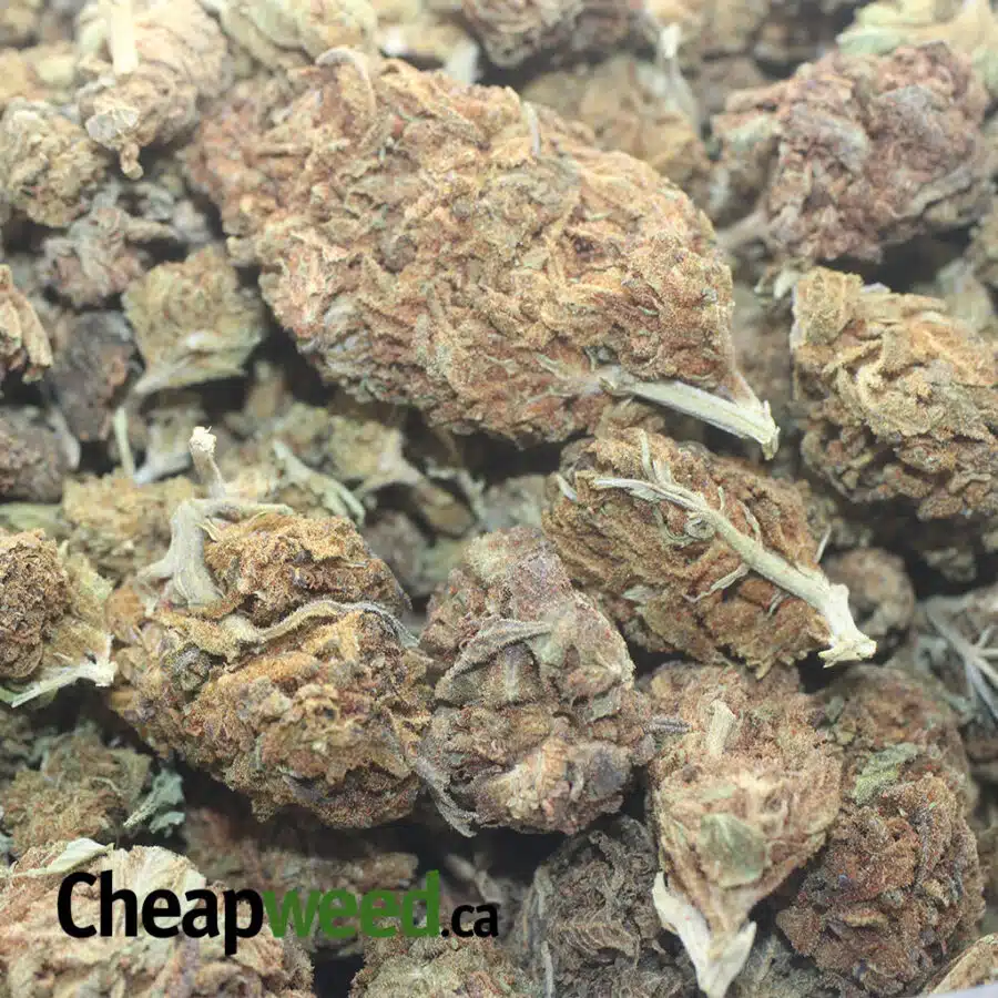 AA BULK SPECIAL INDICA 3 I AA+ Bulk Special Indica