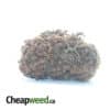 AA Dog Shit Bulk Special