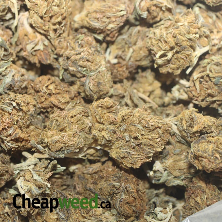 AA CHEAP SATIVA 1 I AA Cheap Sativa