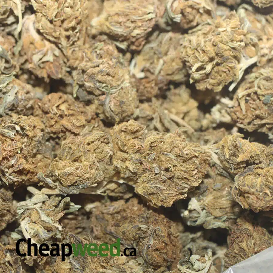 AA CHEAP SATIVA 1 I AA Cheap Sativa