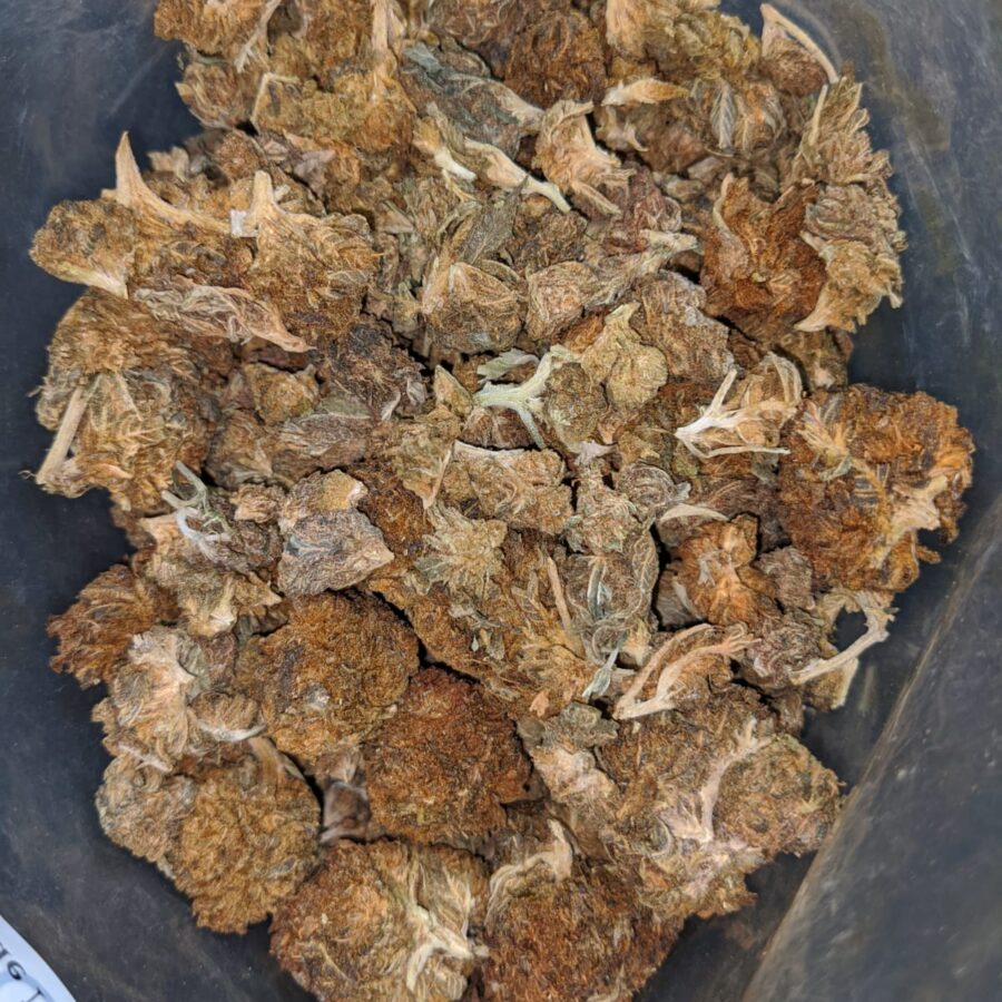 AA bulk special indica 2 2 I AA Bulk Special Indica #2
