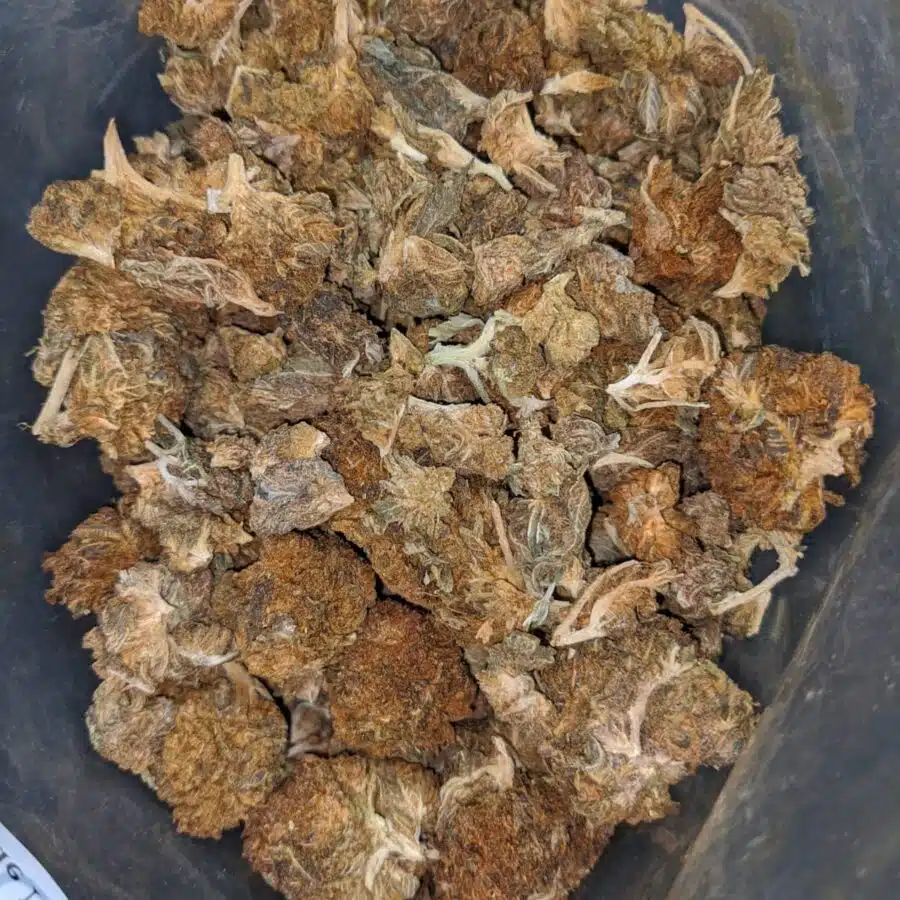 AA bulk special indica 2 2 I AA Bulk Special Indica #2