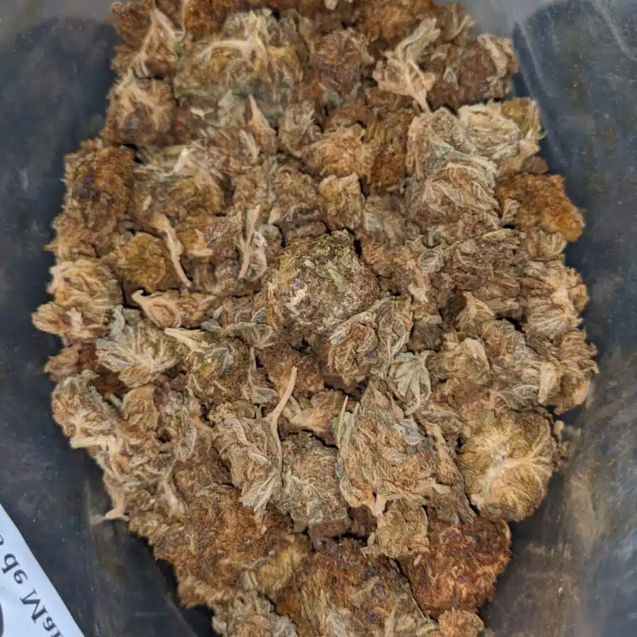 AA cheap hybrid 1 I $25 Oz - Ounce Special