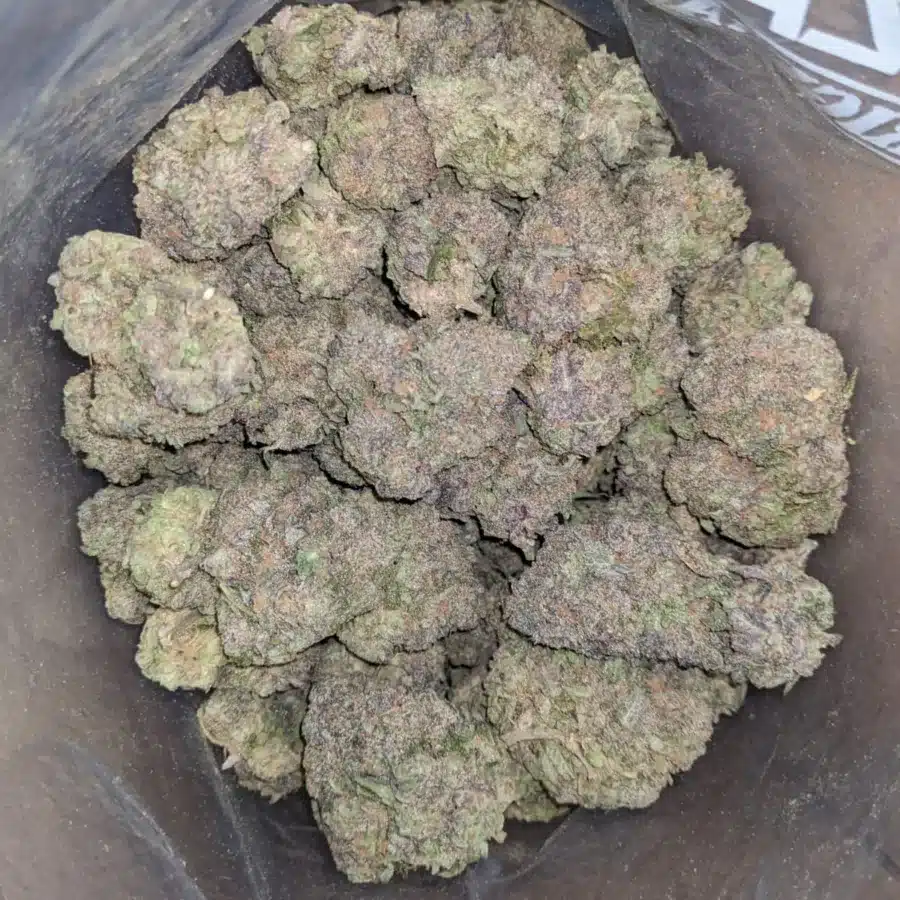 Black Truffle 1 I Black Truffle