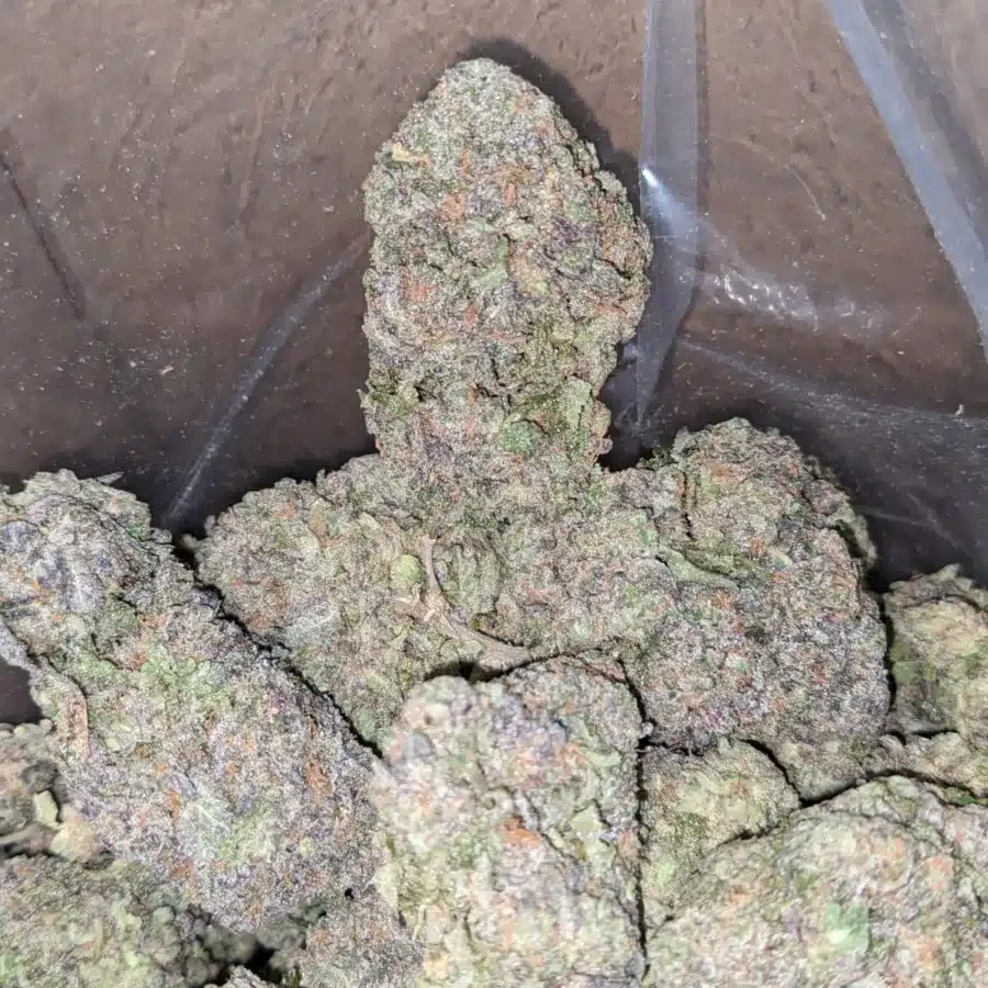 Black Truffle 2 I Black Truffle