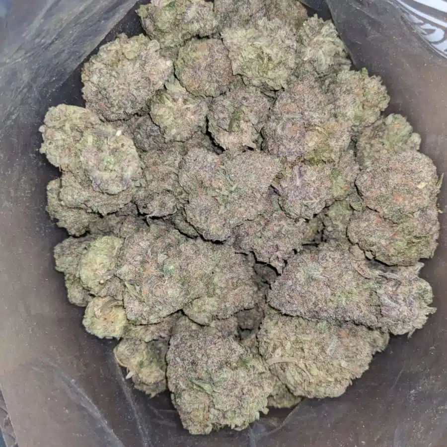 Black Truffle 3 I Black Truffle