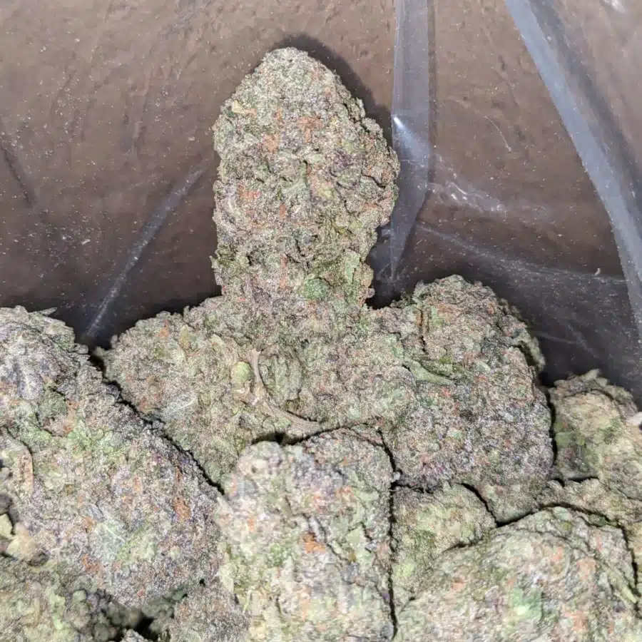 Black Truffle 4 I Black Truffle