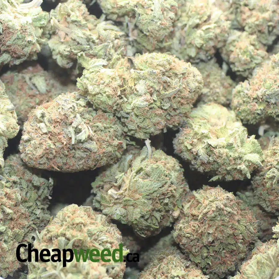 DUKE NUKEM 1 I $ 55 Oz - Duke Nukem