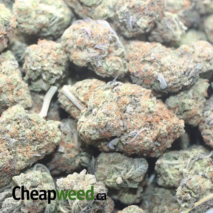 GHOST OG 1 I Ghost OG