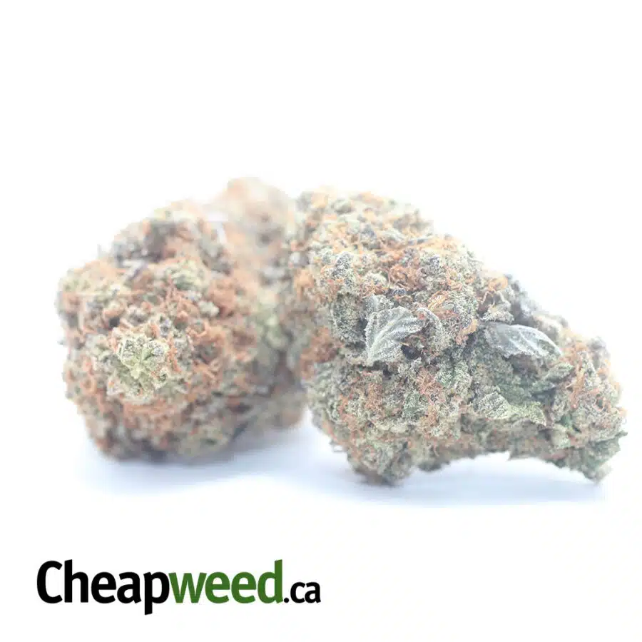 GHOST OG 3 I Ghost OG
