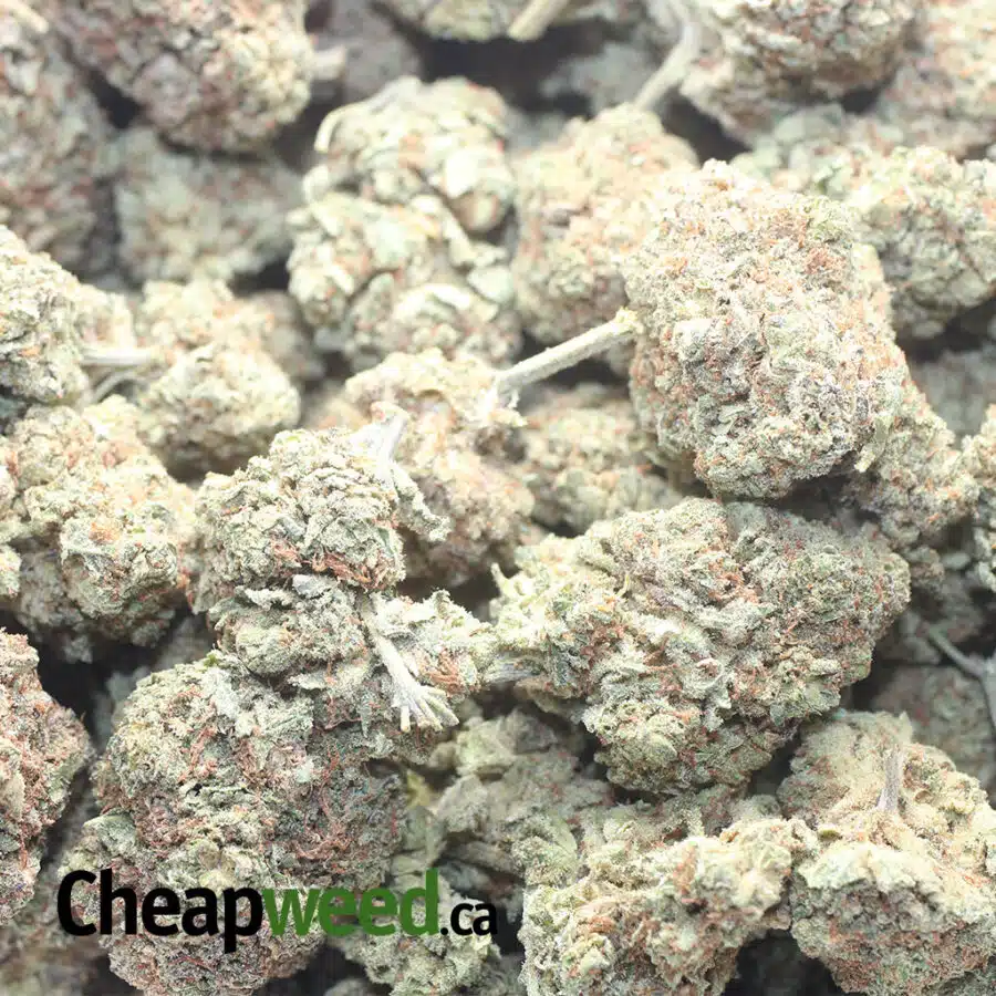 LEMON CITRUS 1 I $ 54 Oz - Lemon Citrus