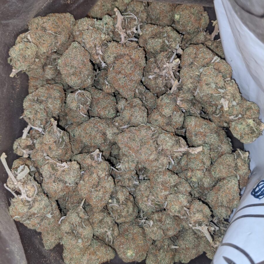 Orange Haze - Image 5