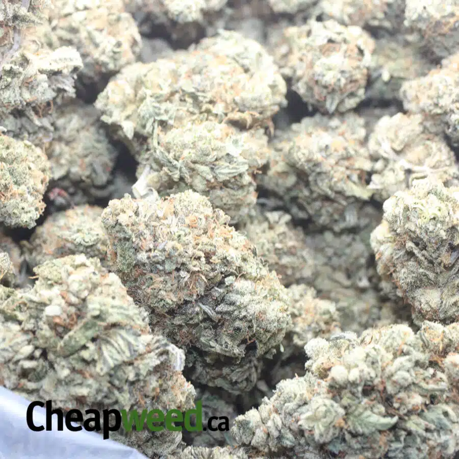 PINK PANTIES 1 I $ 81 Oz - Pink Panties
