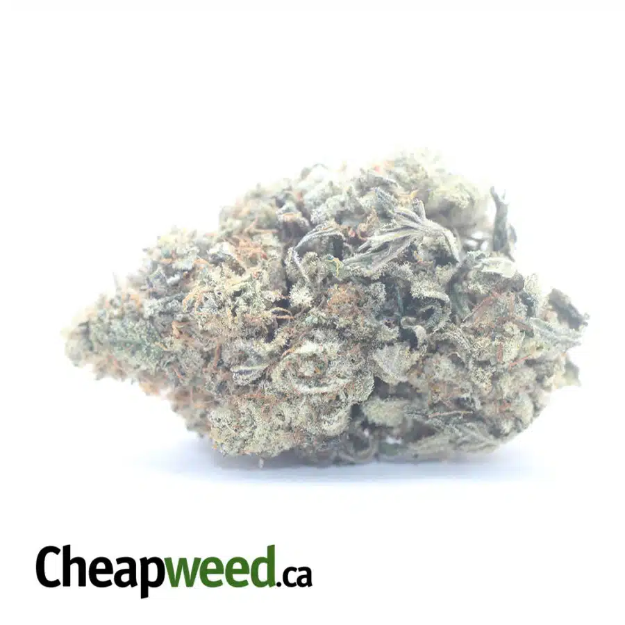 $ 81 Oz - Pink Panties