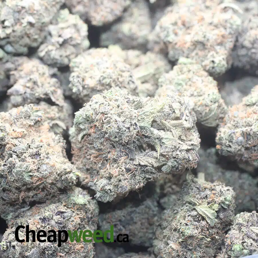 PURPLE URKLE 1 I Purple Urkle