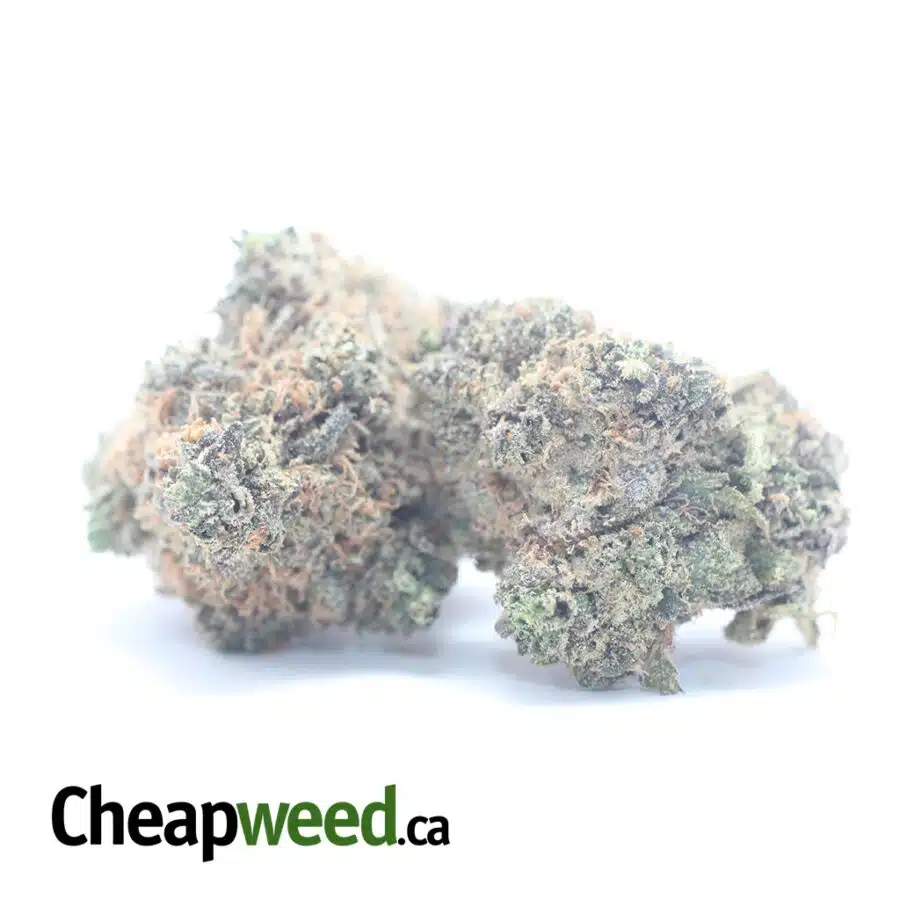 PURPLE URKLE 3 I Purple Urkle