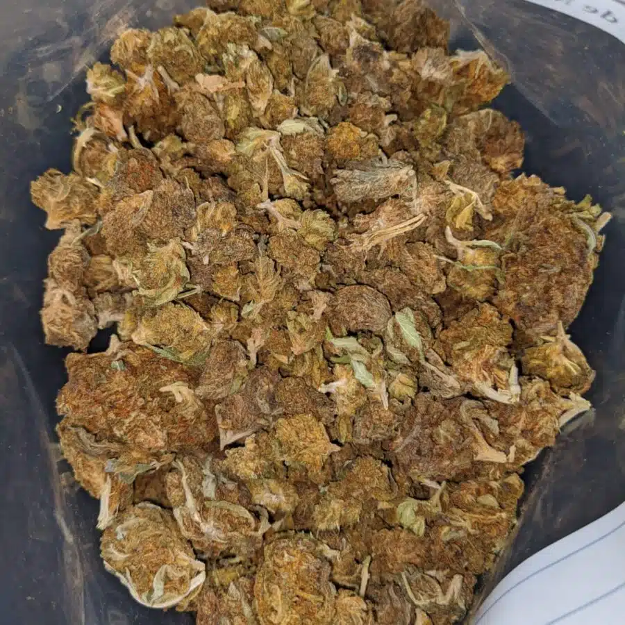 WhatsApp Image 2024 08 09 at 4.01.40 PM I AA+ Bulk Special Indica