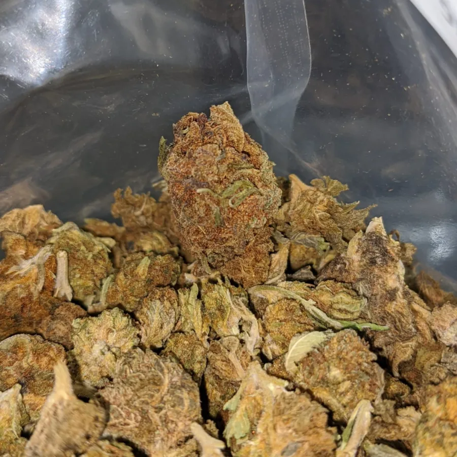 WhatsApp Image 2024 08 09 at 4.01.41 PM 1 I AA+ Bulk Special Indica