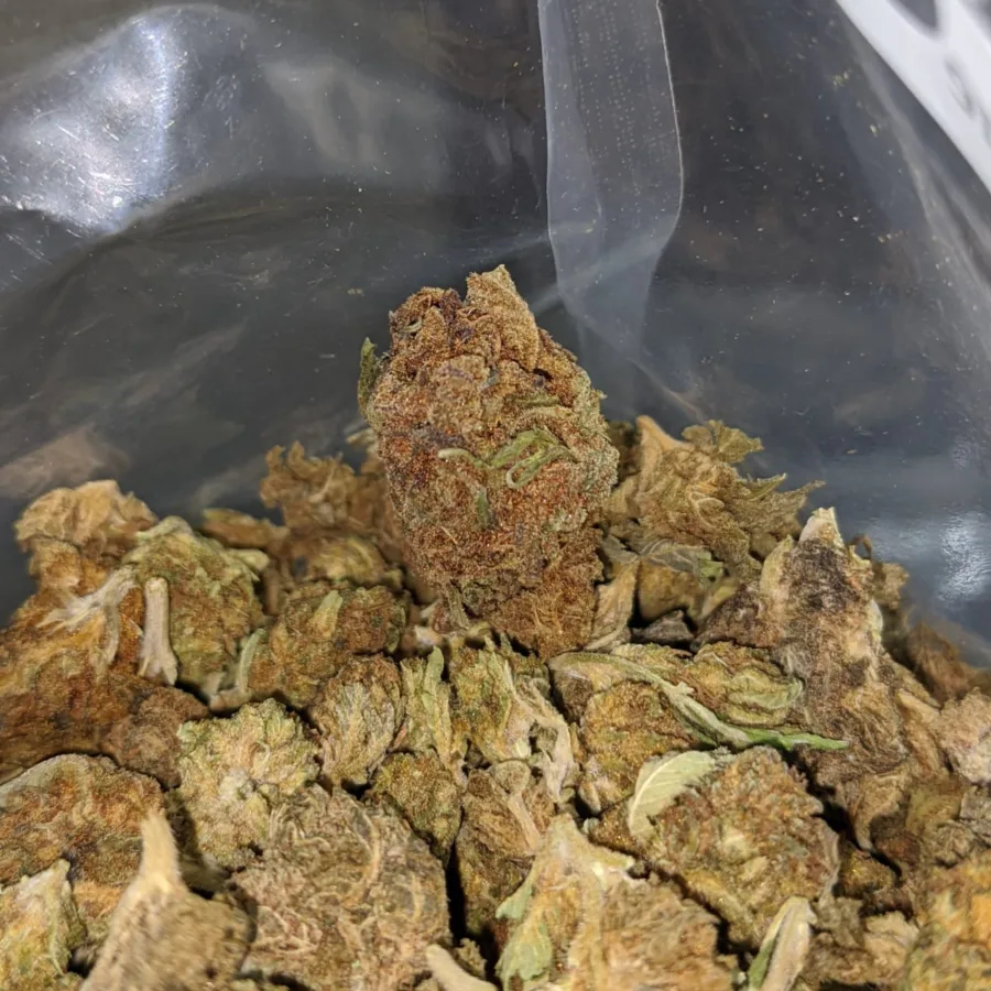 WhatsApp Image 2024 08 09 at 4.01.41 PM 2 I AA+ Bulk Special Indica