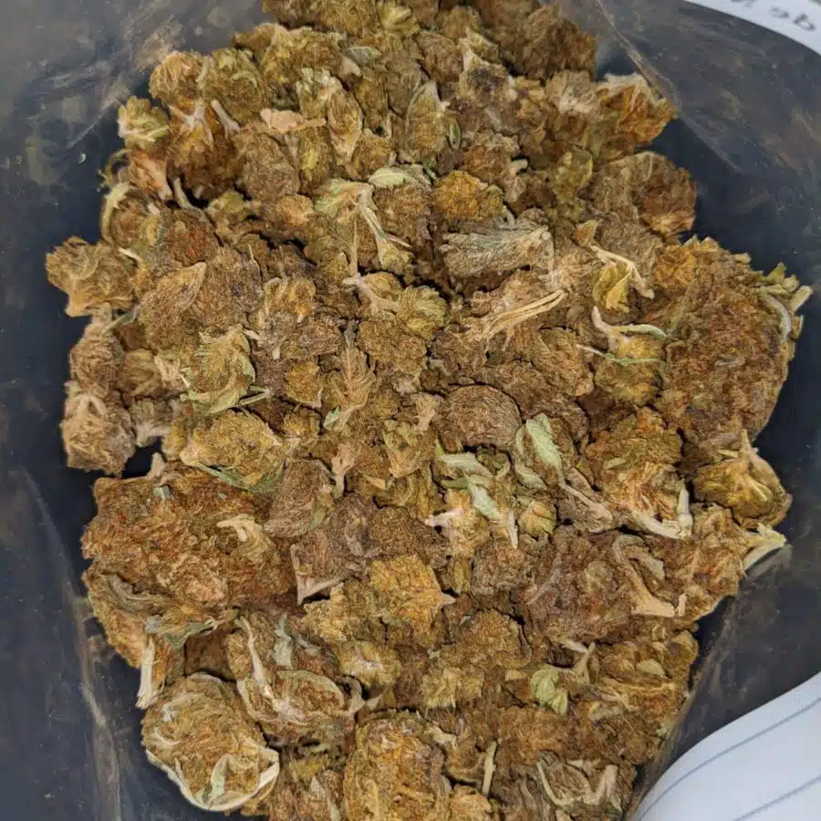WhatsApp Image 2024 08 09 at 4.01.41 PM I AA+ Bulk Special Indica