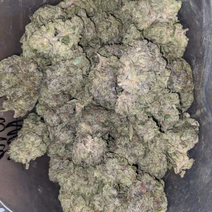 rs tuna aaa 1 I Rockstar Tuna AAA
